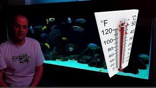 African Cichlids  How Water Temperature Affects Their Behaviour [upl. by Park]