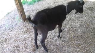 Goat for Sale  NubianToggenburg Mix 1 yr old Buck Named quotAshquot  Dynooscoop [upl. by Guilbert]