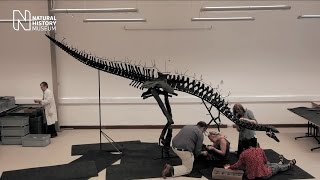 Assembling the most complete Stegosaurus in the world  Natural History Museum [upl. by Piper]