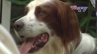 Irish Red and White Setter Informationen zur Rasse [upl. by Allianora]