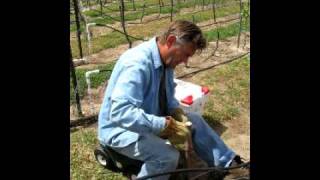 Grafting Grape Vines [upl. by Jemy]