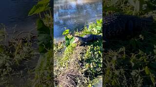 Alligator 🐊 yawns as he warms himself in the sun alligator gators nature shortsfeed [upl. by Toland]