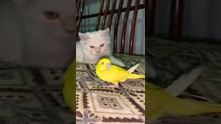 rykpetsvlogs cat petvolgs cuteanimal kitten petsvolg cutecat [upl. by Aidahs]