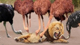 amazing ostrich attack on lion ostrich vs lion [upl. by Crofoot427]