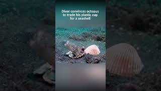 Diver convinces octopus to trade his plastic cup for a seashell [upl. by Enelrak28]