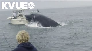 Video captures humpback whale capsizing boat in New Hampshire [upl. by Skippie801]