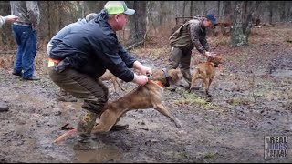 2015 UKC Squirrel Dog World Championship [upl. by Stilwell]