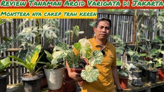 REVIEW TANAMAN AROID VARIGATA DI JAKARTA⁉️ MONSTERA DAY BERHAMBURAN MONSTERA CANTIK [upl. by Catima]