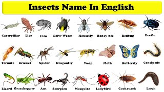 Insects Names for kids learning English  Insects Names I Basic English Insects Name [upl. by Nhguaved]