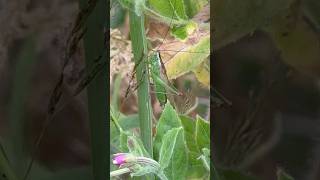 Long Winged Conehead On Great Willowherb crickets insects nature [upl. by Zednanref]