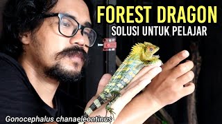 NAGA HUTAN Asli Indonesia  Gonocephalus chanaeleontinus  FORES DRAGON Care Sheet [upl. by Erlandson456]