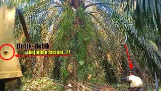 FATAL 3 PELPAH PUTUS😭 DETIKDETIK MALAKIT MAUT MENGHAMPIRI PEMANEN SAWIT INI PRUNING [upl. by Aralomo144]