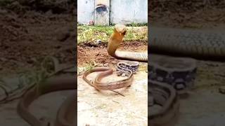 How Do Water Snake Uses Skills shots snake shortvideo តើពោះនៅក្នុងទឹកប្រើភាពប៉ិនប្រសប់យ៉ាងណា [upl. by Tilla727]