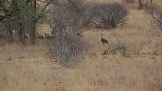 A big group of Vulturine Guinea Fowls on the move [upl. by Frum]