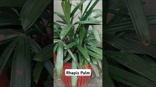 Rhapis Palm 🪴🌿 [upl. by Sanfourd]