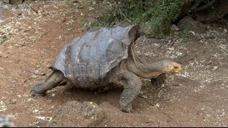 Diego la tortuga que salvó a su especie de la extinción [upl. by Sweyn]