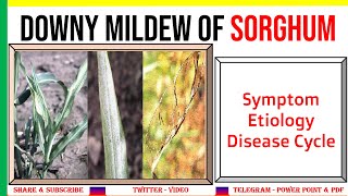 Downy Mildew of JowarSorghum Symptom Etiology Disease Cycle  PAC [upl. by Krispin]