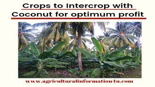 What crops are suitable to intercrop with Coconut for optimum profit   Intercropping Techniques [upl. by Maida]