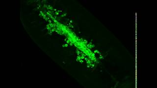 Cell Sheet Morphogenesis Dorsal Closure in Drosophila melanogaster as a Model System Suppl Vid 4 [upl. by Bartolome]