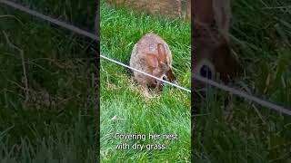 Wild Cottontail Rabbit Nest In My Yard bunnynest cottontail bunnies [upl. by Jonme479]