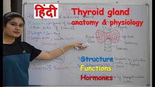 Thyroid gland anatomy amp physiology in Hindi  functions  structure  hormones  parathyroid [upl. by Kawai]