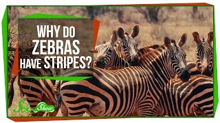 Why Do Zebras Have Stripes [upl. by Ueik931]