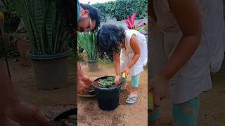 Gardaning aralia🌿cryptanthus🌿fittonia🌿🌿shortvideo 🌼interiorplants [upl. by Anaiv]