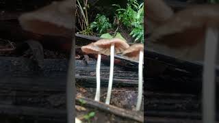 mushroom fungi Pleated Pluteus mushroom [upl. by Einaeg]