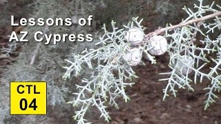 Climate Trees and Legacy 04  Lessons of Arizona Cypress [upl. by Mali]