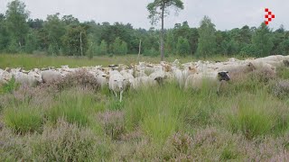 Schapenbegrazing Ossendrechtse Duinen [upl. by Perdita]