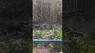 Wah Besarnya Seladang l Zoo Negara l Kuala Lumpur shortvideo seladang [upl. by Daus]