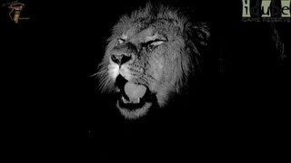 Selati Male Lion Roars At Night [upl. by Hemminger]