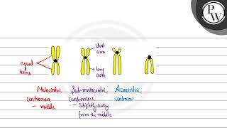 When the centromere is situated in the middle of two equal arms of chromosomes the chromosome i [upl. by Yanej786]