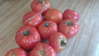 picking tomatos love food growing tasty [upl. by Yrroc]