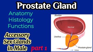 Prostate Gland Anatomy Histology Functions  Accessory Sex Gland  AM Biologie Notes [upl. by Burdelle791]