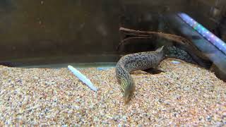 Feeding time in the Tiger Moray Eel tank Freshwater Aquarium [upl. by Ardeed388]