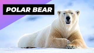 Polar Bear 🐻‍❄️ The Deadliest Beast Of The Arctic [upl. by Faro]