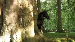 Friesians  the movie TRAILER [upl. by Ojok]