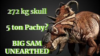 Could Pachyrhinosaurus Be Bigger Than We Thought GIANT 272 KG PACHYRHINOSAURUS SKULL UNEARTHED [upl. by Eisinger334]