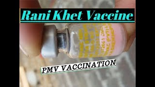 Vaccine of Rani Khait PMV besakh ki tyari Part 2 [upl. by Vincelette]