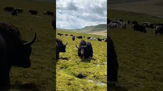 Yak fight  yak animals viralvideo nature [upl. by Xirtaeb988]