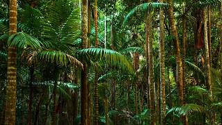 Natures Pharmacy The Rainforest  Full Documentary [upl. by Cinimmod]