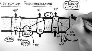 Cellular Respiration 5  Oxidative Phosphorylation [upl. by Yarg]