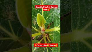 Banyan tree leaf🌿 shorts viralvideo banyantree gardening outdoorplant gardenplants plants [upl. by Goldina]