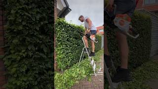 Carpinus hedge trim with Stihl HSA100 via poelonline stihl hovenier hedgetrimming howto [upl. by Roberto824]