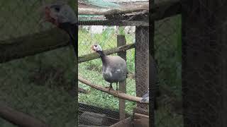 Guinea fowl female  sounds Bibilica femelă sunetul specific [upl. by Celeste549]