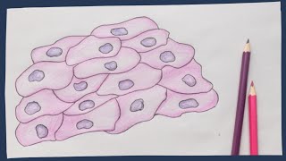 Epithelium the basics  Biology tutorial [upl. by Bernardi737]