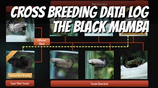 Betta Cross Breeding Black Mamba Data log for knowledge [upl. by Dahcir]