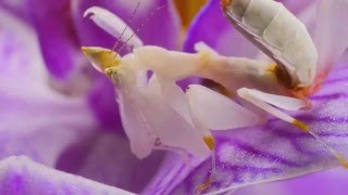 Hymenopus coronatus Orchid Mantis L4 [upl. by Gal457]