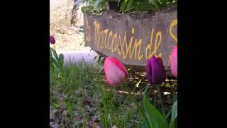 Naturistencamping Le Marcassin Dordogne Frankrijk [upl. by Palmira]